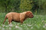 DOGUE DE BORDEAUX 272